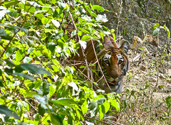Stalking Tiger (Corbett NP India) • <a style="font-size:0.8em;" href="http://www.flickr.com/photos/71979580@N08/6719353529/" target="_blank">View on Flickr</a>