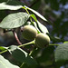 Fruit • <a style="font-size:0.8em;" href="http://www.flickr.com/photos/72440139@N06/6839621845/" target="_blank">View on Flickr</a>