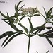 Sambucus ebulus L., Adoxaceae • <a style="font-size:0.8em;" href="http://www.flickr.com/photos/62152544@N00/6596742079/" target="_blank">View on Flickr</a>