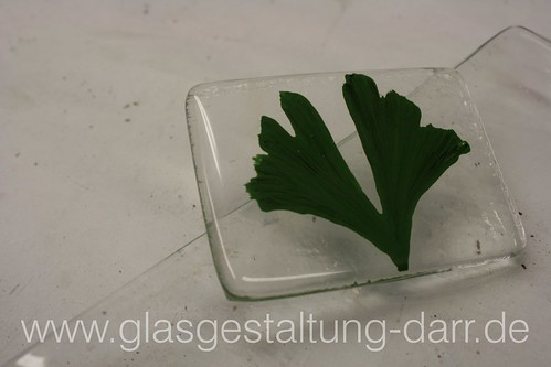Ginkgo in Glas / Ginkgo leaves in glass • <a style="font-size:0.8em;" href="http://www.flickr.com/photos/65488422@N04/6607089997/" target="_blank">View on Flickr</a>