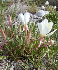 Great Basin NP Wildflowers