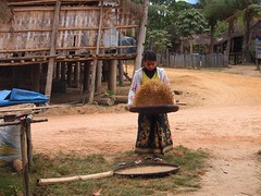 Self sufficient rice production (Vietnamese border area, Cambodia 2011)