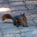 Turkish Squirrel • <a style="font-size:0.8em;" href="http://www.flickr.com/photos/72440139@N06/6829475891/" target="_blank">View on Flickr</a>