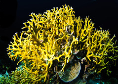 coutta reef fire coral