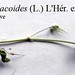 Erodium malacoides (L.) L'Hér. ex Aiton, Geraniaceae • <a style="font-size:0.8em;" href="http://www.flickr.com/photos/62152544@N00/6596754123/" target="_blank">View on Flickr</a>