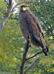 Crested-serpent eagle • <a style="font-size:0.8em;" href="http://www.flickr.com/photos/71979580@N08/6719319351/" target="_blank">View on Flickr</a>