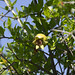 Pomegranate on Tree • <a style="font-size:0.8em;" href="http://www.flickr.com/photos/72440139@N06/6827598181/" target="_blank">View on Flickr</a>
