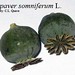Papaver somniferum L., Papaveraceae • <a style="font-size:0.8em;" href="http://www.flickr.com/photos/62152544@N00/6596765817/" target="_blank">View on Flickr</a>