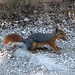 Turkish Squirrel • <a style="font-size:0.8em;" href="http://www.flickr.com/photos/72440139@N06/6829477093/" target="_blank">View on Flickr</a>