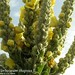 Verbascum thapsus L., Scrophulariaceae • <a style="font-size:0.8em;" href="http://www.flickr.com/photos/62152544@N00/6596773013/" target="_blank">View on Flickr</a>