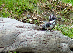 Crested Kingfisher • <a style="font-size:0.8em;" href="http://www.flickr.com/photos/71979580@N08/6728574311/" target="_blank">View on Flickr</a>