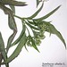 Sambucus ebulus L., Adoxaceae • <a style="font-size:0.8em;" href="http://www.flickr.com/photos/62152544@N00/6596742175/" target="_blank">View on Flickr</a>