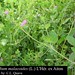 Erodium malacoides (L.) L'Hér. ex Aiton, Geraniaceae • <a style="font-size:0.8em;" href="http://www.flickr.com/photos/62152544@N00/6596753981/" target="_blank">View on Flickr</a>