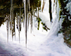 Icicles (East France) • <a style="font-size:0.8em;" href="http://www.flickr.com/photos/71979580@N08/6719256071/" target="_blank">View on Flickr</a>