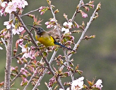 Mrs Gould's Sunbird • <a style="font-size:0.8em;" href="http://www.flickr.com/photos/71979580@N08/6719359235/" target="_blank">View on Flickr</a>