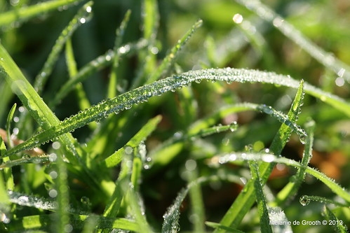 Dew on the Grass