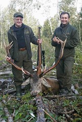 Red Deer Hunting / Caza del Ciervo Rojo