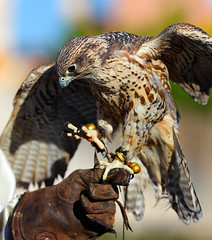 Falcon 2012 Arizona Renaissance Festival (ARF)