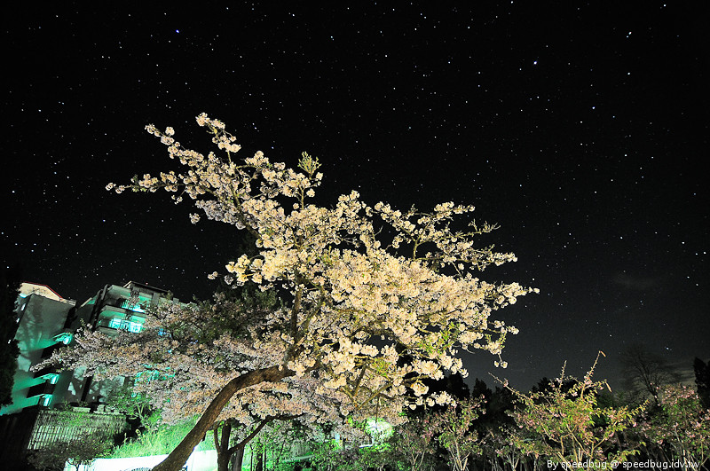 阿里山櫻花季4