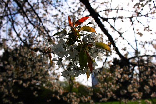 Sauerkirsche (Prunus cerasus) (2) • <a style="font-size:0.8em;" href="http://www.flickr.com/photos/69570948@N04/13954651902/" target="_blank">Auf Flickr ansehen</a>