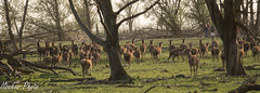 deers at Oostvaardersplassen