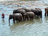 Elephant Orphans Taking Their Second Dip Of The Day