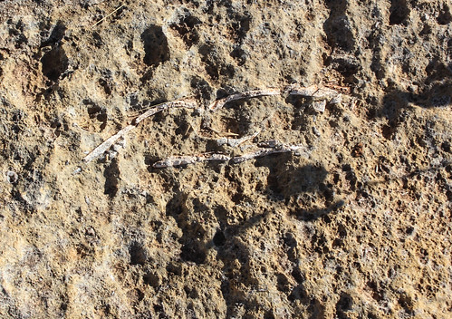 Turtle Fossil, Riversleigh