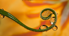 Flowery Drops ♫