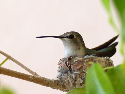 Feb 21 Mama Hummingbird