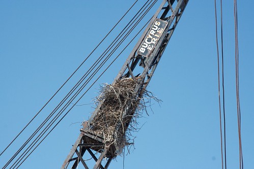 Raven's nest
