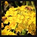 Tenderstem broccoli  and a honeybee  『菜の花と蜜蜂』