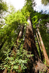 2012-04-14 Big Basin Redwoods State Park 015
