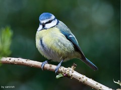 Chapim-azul (Parus caeruleus) - em Liberdade [WilLife]