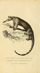 Anglų lietuvių žodynas. Žodis lesser anteater reiškia mažiau skruzdėdos lietuviškai.