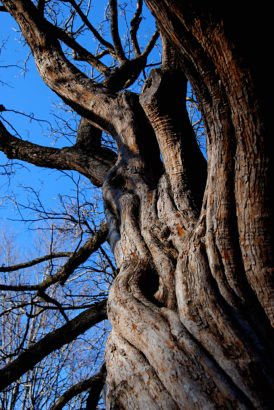 Twisted Tree, Proksa Park, Berwyn, IL., 2012