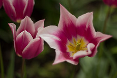 Pink-White Tulip