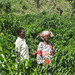 Women Farmers With Their Coffee Trees