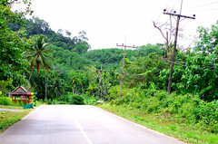 road to the jungle