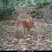 barking deer4 BK-29 • <a style="font-size:0.8em;" href="http://www.flickr.com/photos/109145777@N03/13794598955/" target="_blank">View on Flickr</a>