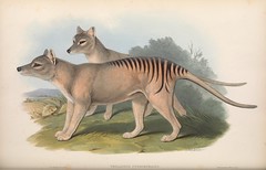 Anglų lietuvių žodynas. Žodis thylacinus cynocephalus reiškia <li>Thylacinus cynocephalus</li> lietuviškai.