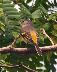 Female Grey-chinned Minivet From Behind