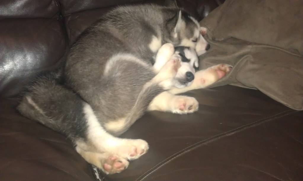 Resultado de imagen para husky double decker