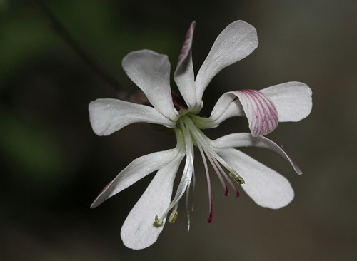 Silene nutans