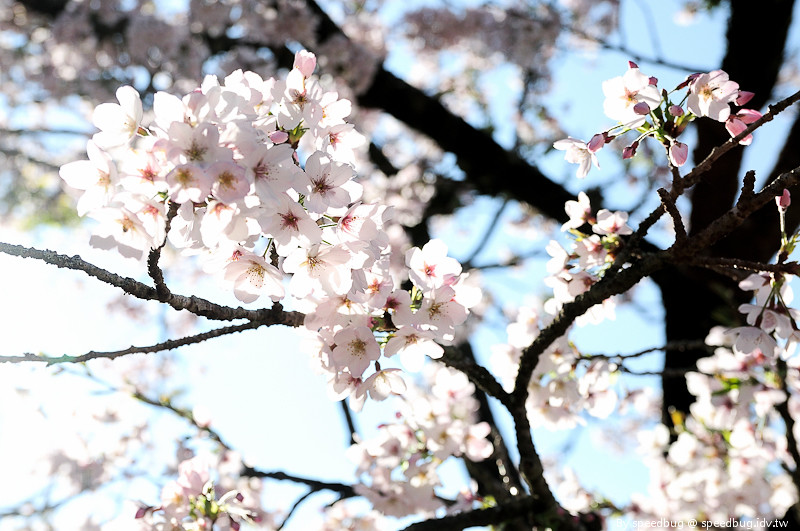 阿里山櫻花季88