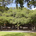 2012-02-10 02-19 Maui, Hawaii 563 Lahaina, Banyan Tree