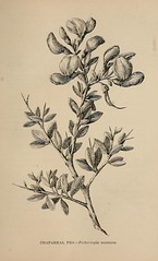 Anglų lietuvių žodynas. Žodis pickeringia montana reiškia <li>Pickeringia montana</li> lietuviškai.