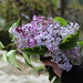 Aromatic bouquets are brought to school - Borje • <a style="font-size:0.8em;" href="http://www.flickr.com/photos/62152544@N00/7255256524/" target="_blank">View on Flickr</a>