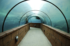 blue tunnel