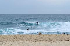 Surfers at Bronte