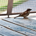 Song of a sparrow • <a style="font-size:0.8em;" href="http://www.flickr.com/photos/28170781@N04/7105545325/" target="_blank">View on Flickr</a>